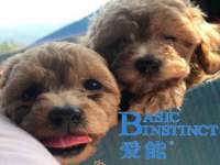沈阳信德科技发展有限公司