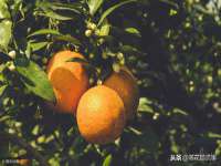 沈阳信德科技发展有限公司